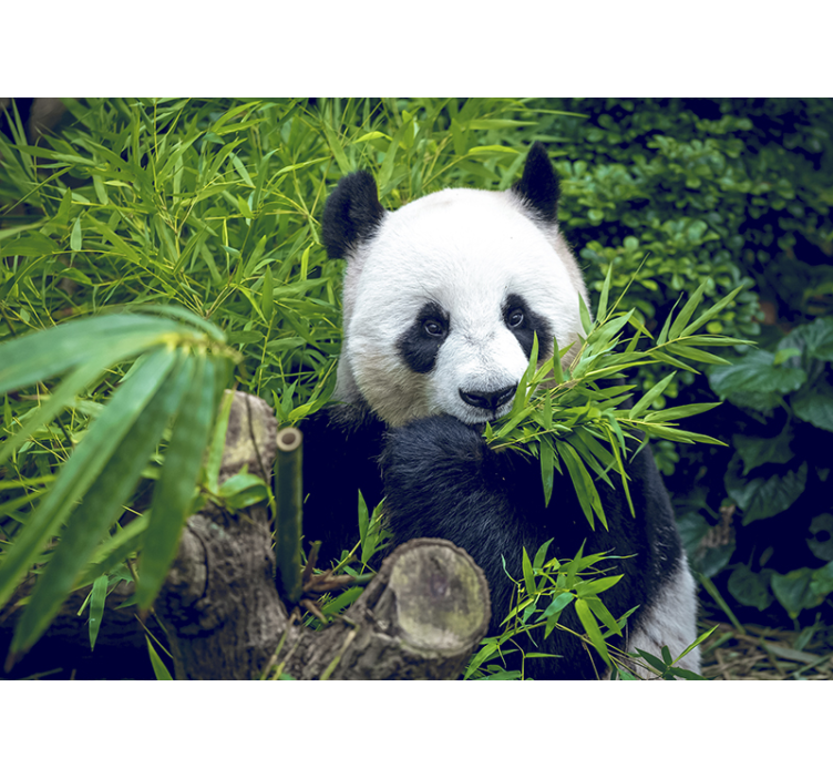 Fotomurale con panda nella foresta - TenStickers