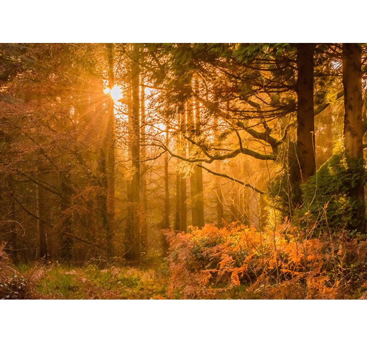 Fotomurali natura paesaggio boschivo illuminato - TenStickers