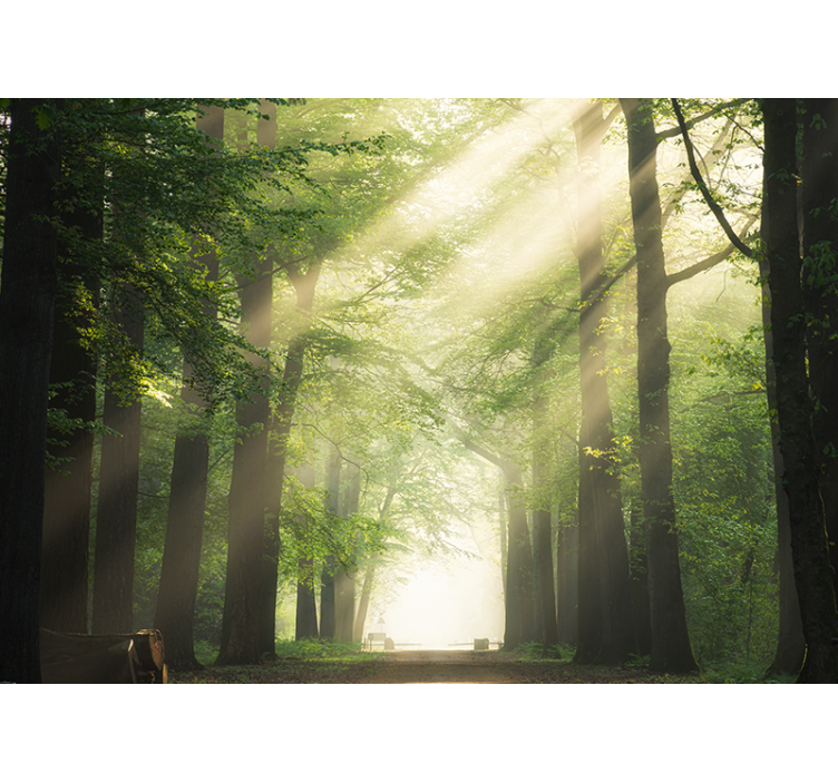 Fotomurale foresta boschi verdi splendenti - TenStickers