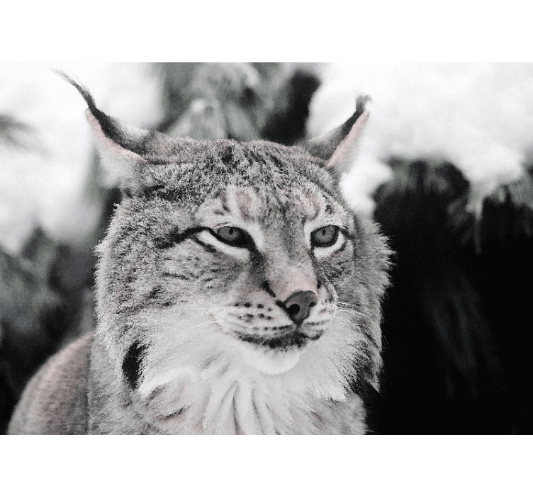 Fotomurale animali lince dallo sguardo intenso - TenStickers