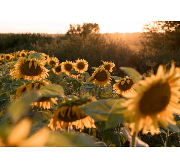 Fotomurale fiori serenità nel campo di girasoli - TenStickers