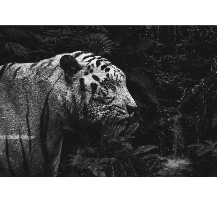 Fotomurale animali maestosa tigre bianca - TenStickers