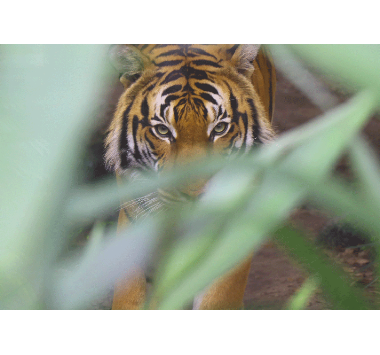 Fotomurale animali tigre nel wilderness - TenStickers