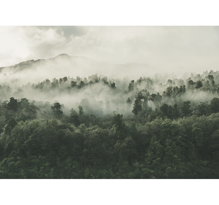 Fotomurale foresta nebbiosa vista dall'alto - TenStickers