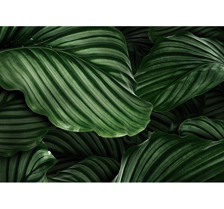 Fotomurali natura foglie di verde lussureggiante - TenStickers