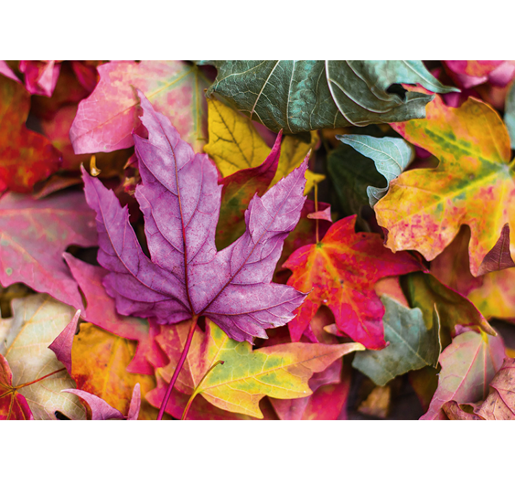 Fotomurale fiori motivi foglie colorate - TenStickers