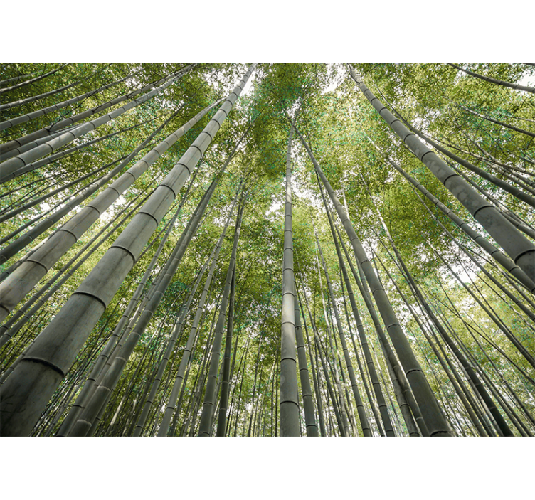 Fotomurali bambù foresta di bambù alta - TenStickers