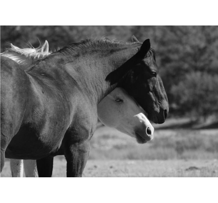 Fotomurale animali compagnia dei cavalli - TenStickers