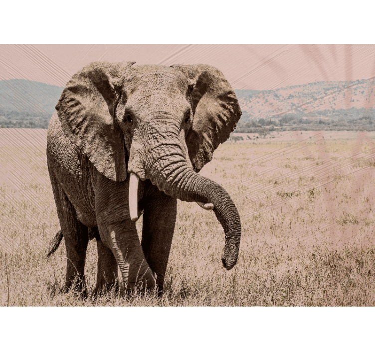 Fotomurali animali diversi aura dell'elefante reale - TenStickers