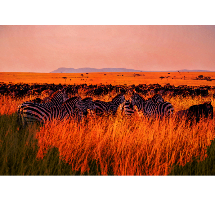 Fotomurali natura zebre nel serengeti - TenStickers