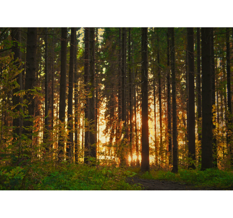 Fotomurale foresta silhouette di alberi al tramonto - TenStickers
