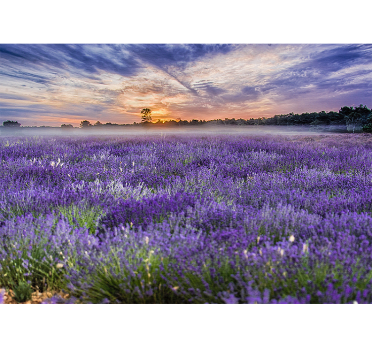 Fotomurale fiori campo di lavanda al crepuscolo - TenStickers