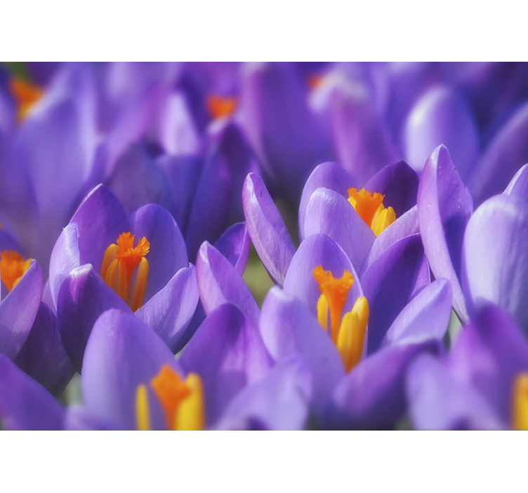 Fotomurali fiori diversi fiori di croco viola - TenStickers