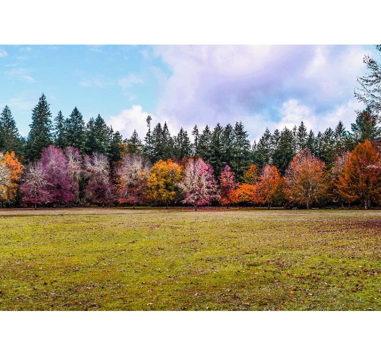 Fotomurali natura foresta autunnale colorata - TenStickers
