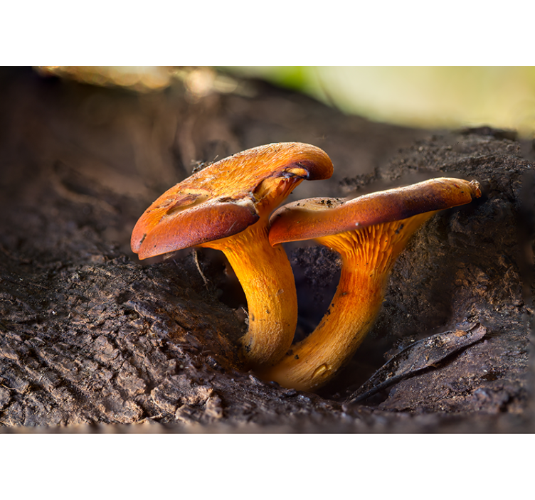 Fotomurale foresta scena naturale funghi - TenStickers