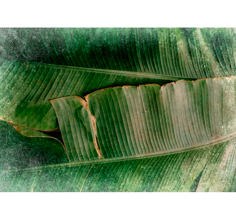 Fotomurali natura foglie vibranti a strati - TenStickers