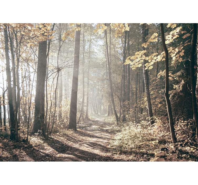 Fotomurale foresta sentiero d'autunno serene - TenStickers