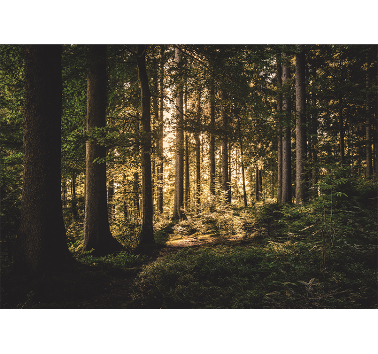 Fotomurale foresta sentiero luminoso nella foresta - TenStickers
