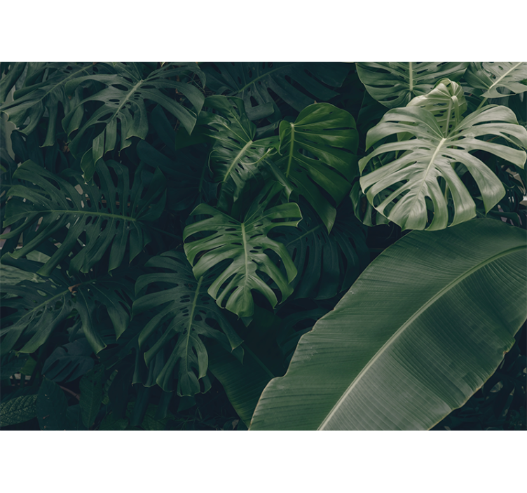 Fotomurali natura verde tropicale vivace - TenStickers