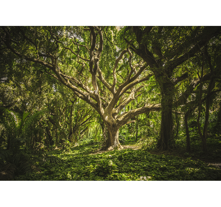 Fotomurale foresta copertura degli alberi maestosi - TenStickers