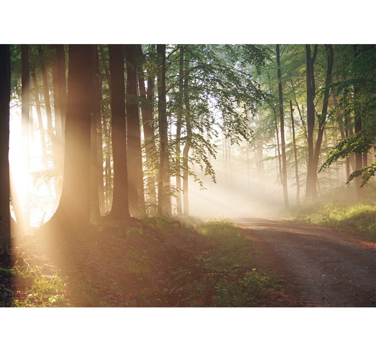 Fotomurali natura raggi sereni nella foresta - TenStickers