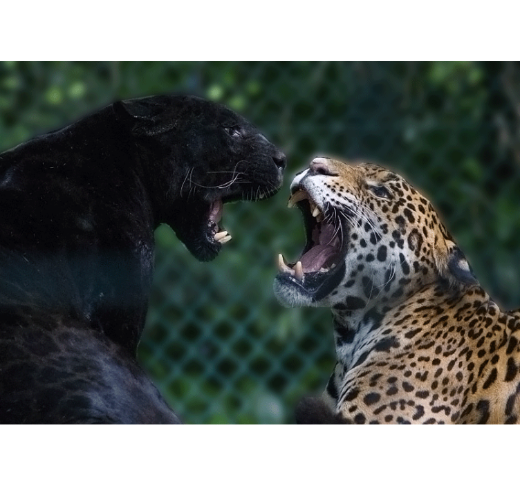 Fotomurale animali panther e giaguaro - TenStickers