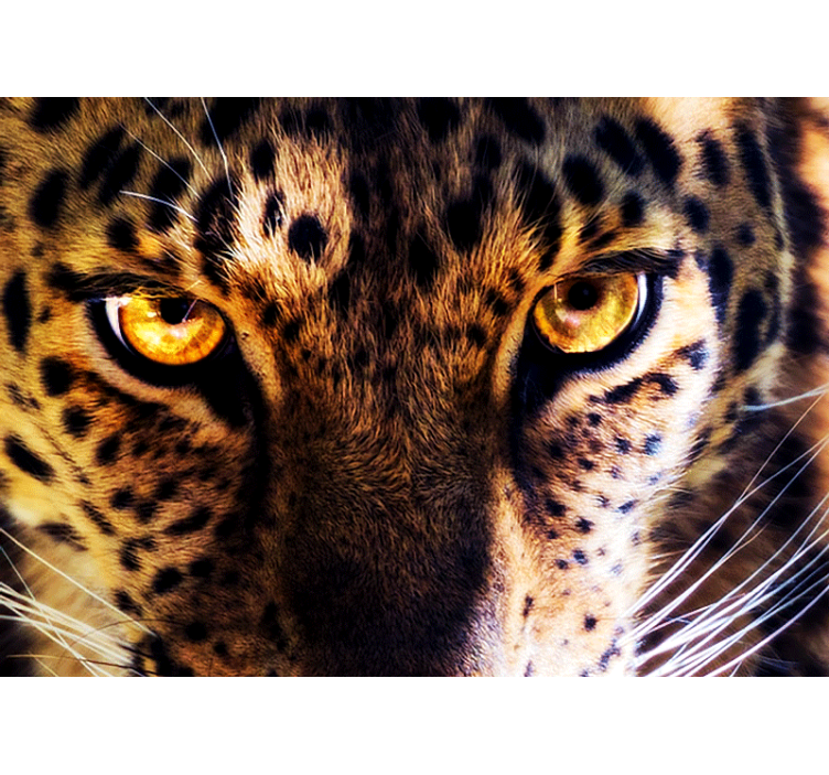 Fotomurali leone sguardo regale di leopardo - TenStickers