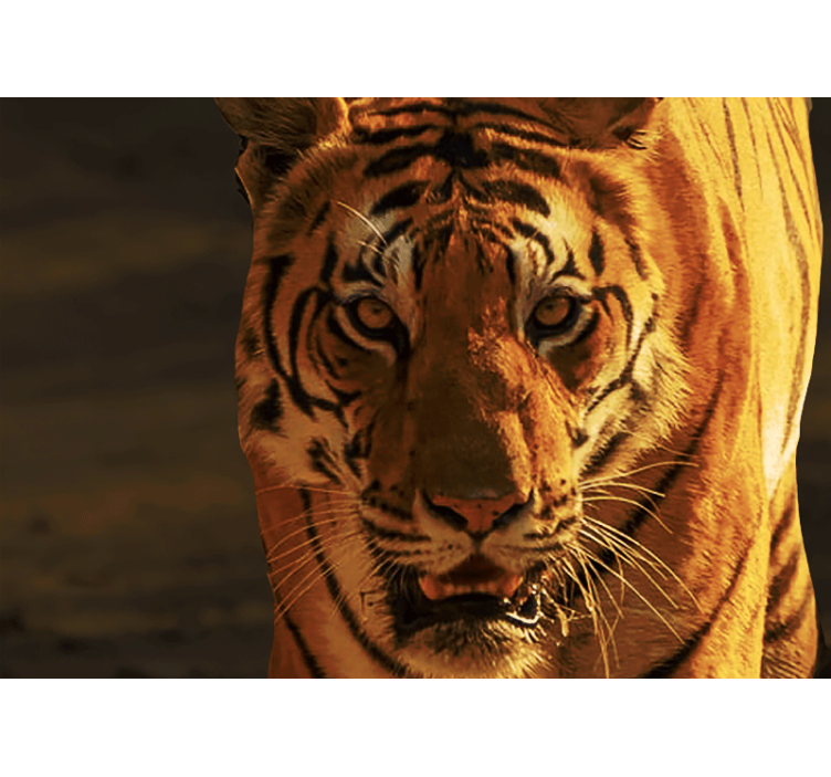 Fotomurali leone sguardo regale della tigre - TenStickers