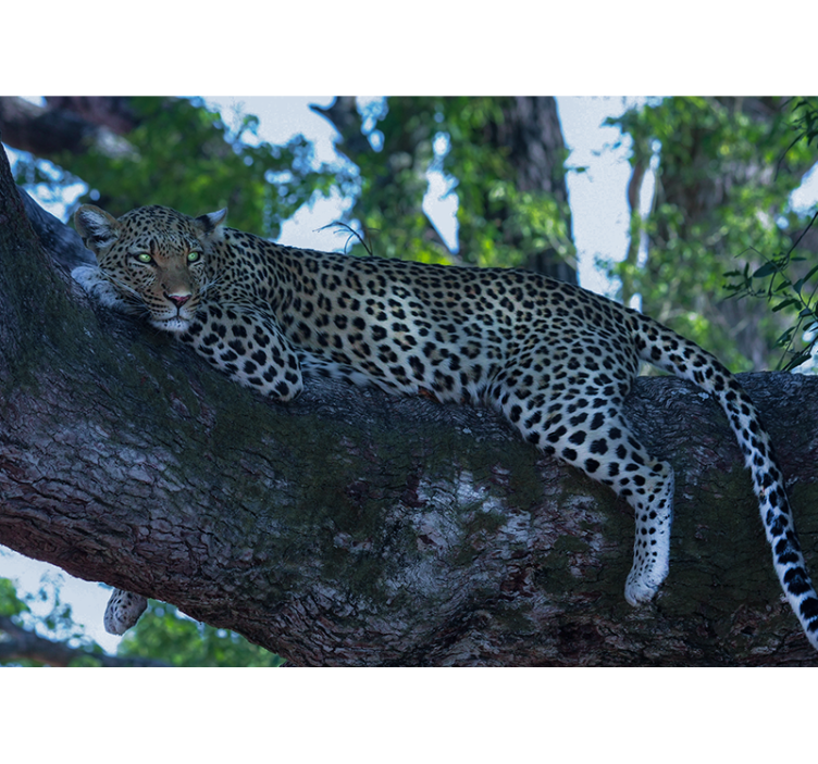 Fotomurale animali leopardo che riposa comodamente - TenStickers