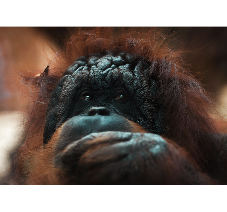 Fotomurale animali lo sguardo riflessivo dell'orangutan - TenStickers