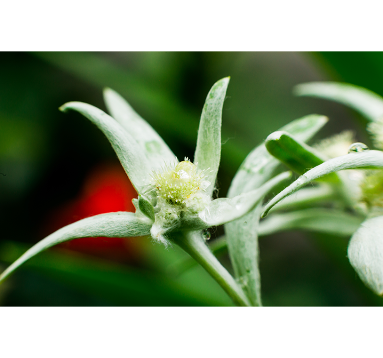 Fotomurale con fiori differenti stella alpina - TenStickers