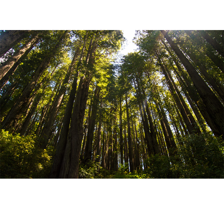 Foto murali con bosco alberi alti - TenStickers