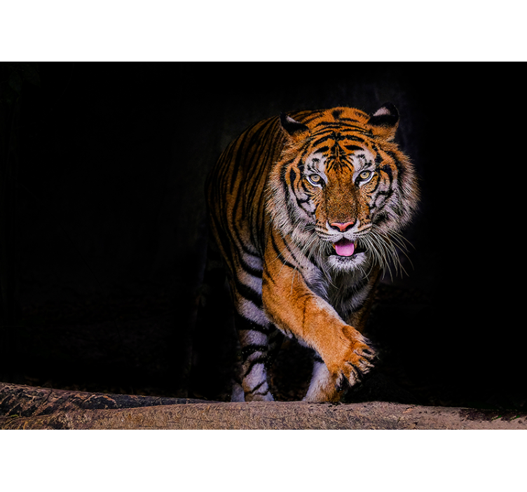 Fotomurali animali diversi tigre in agguato - TenStickers