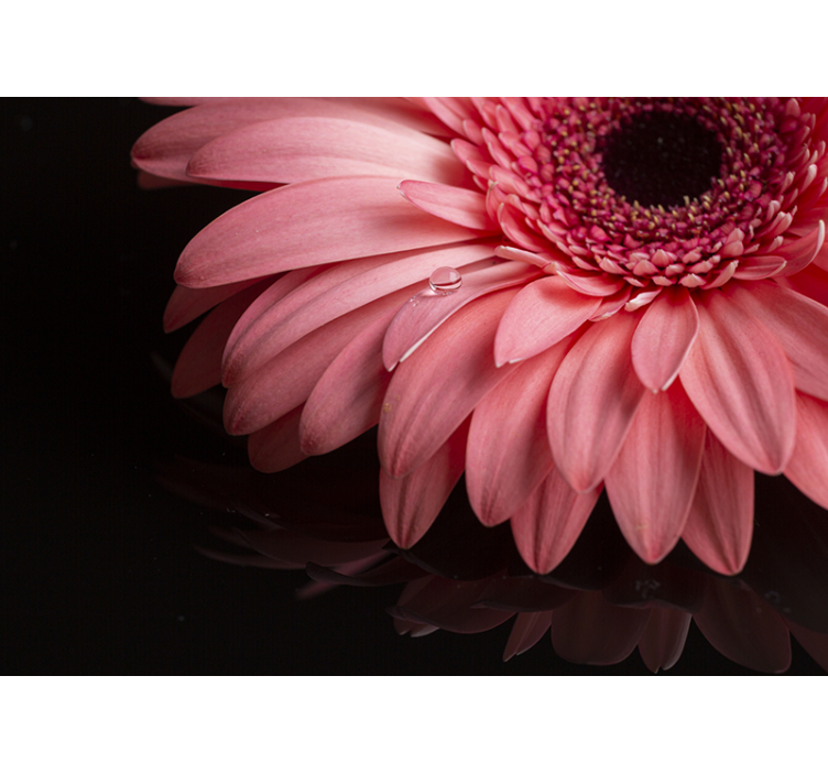 Fotomurale fiori primo piano del petalo della gerbera - TenStickers