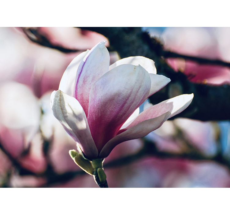 Fotomurale orchidee fioritura rosa gentile - TenStickers