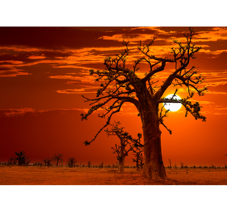 Fotomurali natura maestosi alberi al tramonto - TenStickers