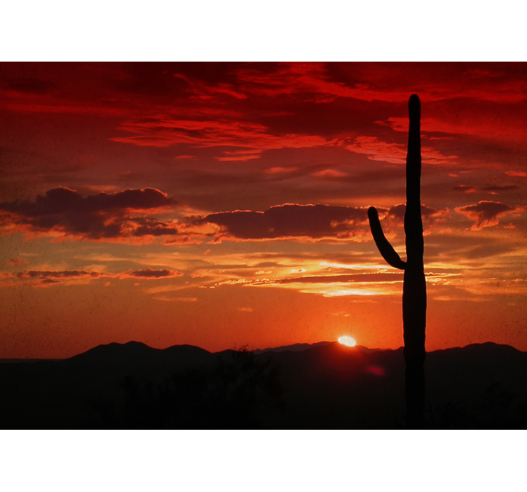 Fotomurali natura ombra del tramonto del cactus - TenStickers