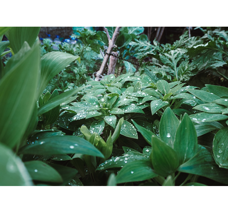 Fotomurali natura trama di vegetazione lussureggiante - TenStickers