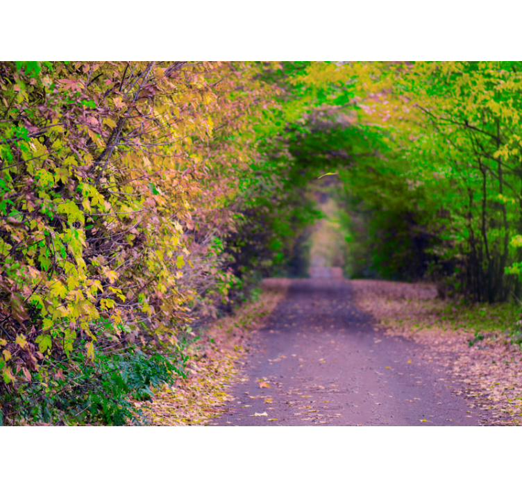 Fotomurali natura sentiero verde vivace - TenStickers