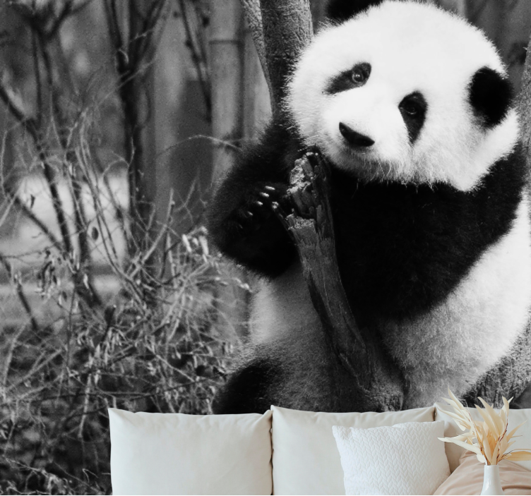 Fotomurale animali panda su albero - TenStickers
