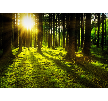 Fotomurale natura foresta con raggi di sole - TenStickers