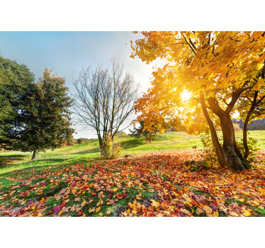 Murale di foresta autunnale mattina - TenStickers