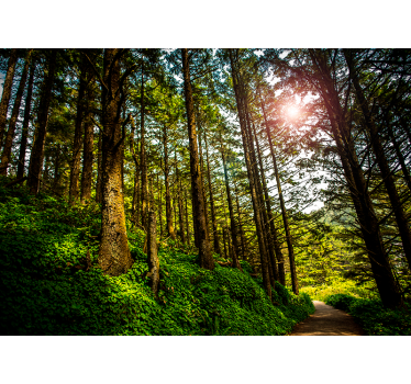fotomurale 3d paesaggio foresta soleggiata - TenStickers