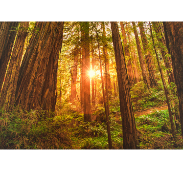 Fotomurale alberi bosco all'alba - TenStickers