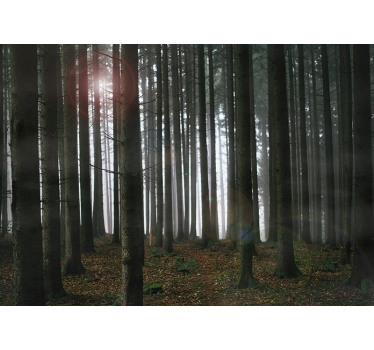 Fotomurale paesaggi foresta di conifere - TenStickers