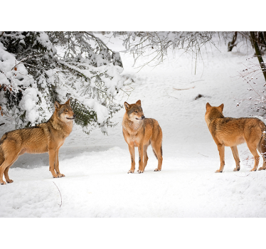 Fotomurale con lupi sulla neve - TenStickers