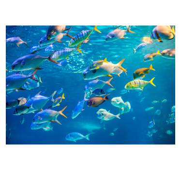 Fotomurale animali diversi Scuola di mare - TenStickers