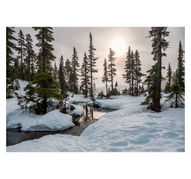 Fotomurale paesaggi Sole invernale - TenStickers