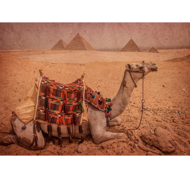 Fotomurale con deserto e cammello - TenStickers