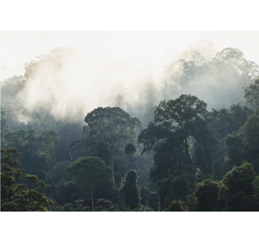 Fotomurali natura vista di una foresta nebbiosa - TenStickers